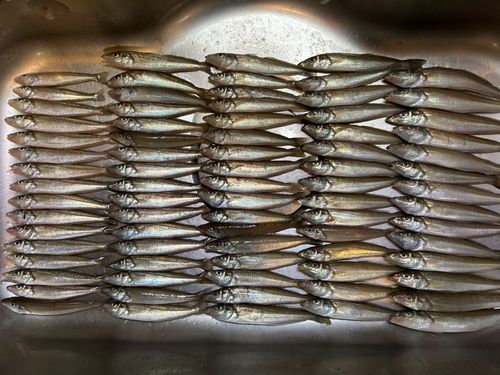 シロギスの釣果