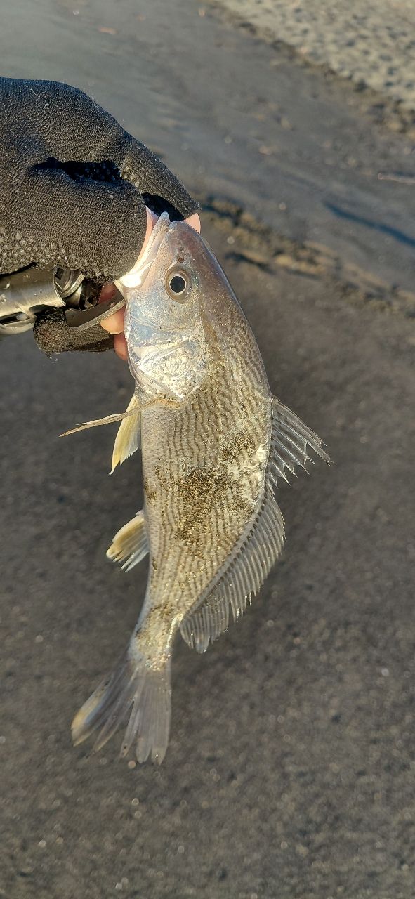 Jackson サーフトライブ STSLS-9062L+の最安値・インプレ・釣果 | 本音