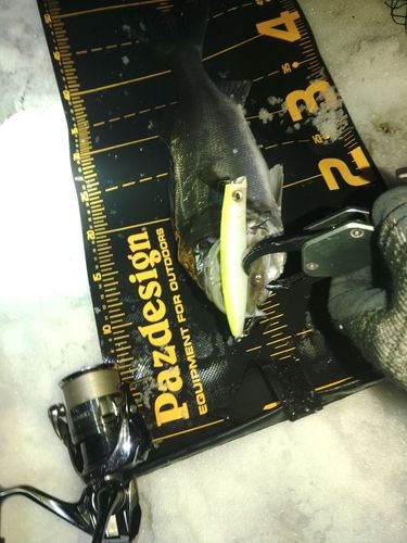 セイゴ（マルスズキ）の釣果