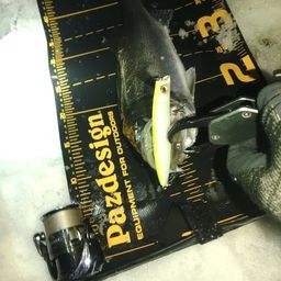 セイゴ（マルスズキ）