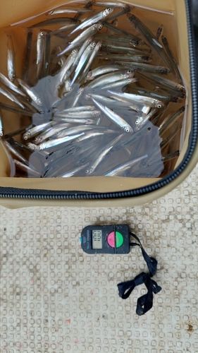 ワカサギの釣果