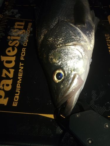 セイゴ（マルスズキ）の釣果