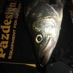 セイゴ（マルスズキ）