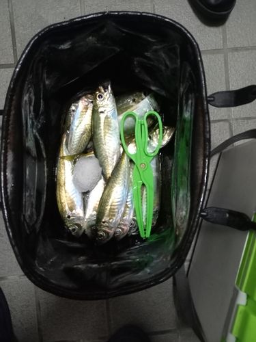 マアジの釣果