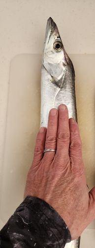 タチウオの釣果