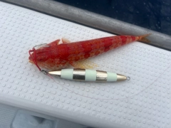 ミナミアカエソの釣果