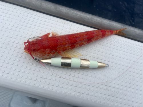 ミナミアカエソの釣果