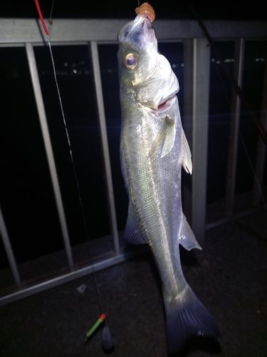 セイゴ（マルスズキ）の釣果