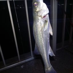 セイゴ（マルスズキ）