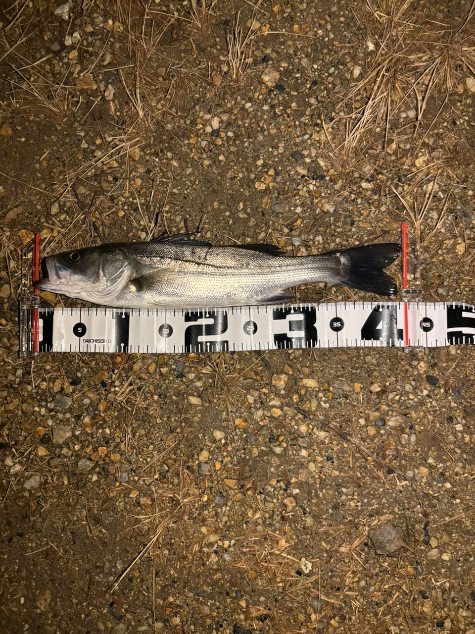 マダカ（マルスズキ）