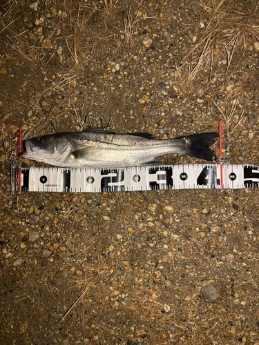 長良川揖斐川合流点