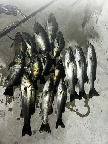 クロメバルの釣果