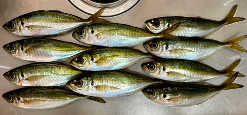 アジの釣果