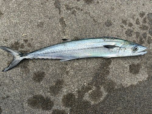 サゴシの釣果