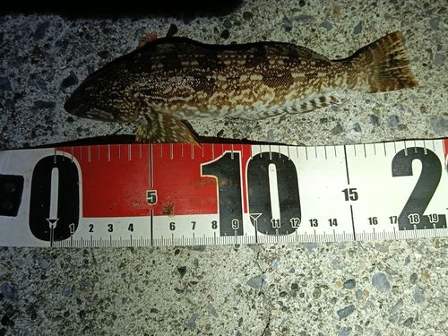 アイナメの釣果