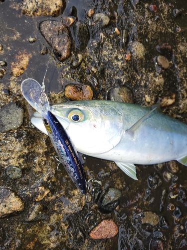 コズクラの釣果