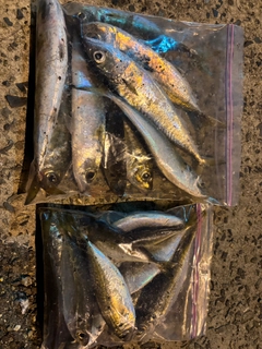 マアジの釣果