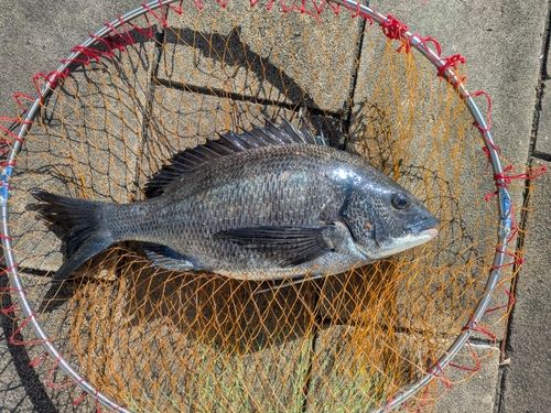 チヌの釣果