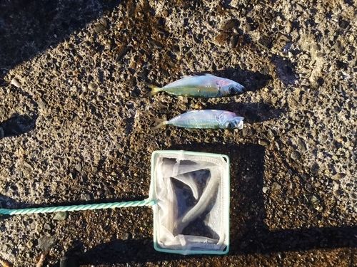 アオアジの釣果