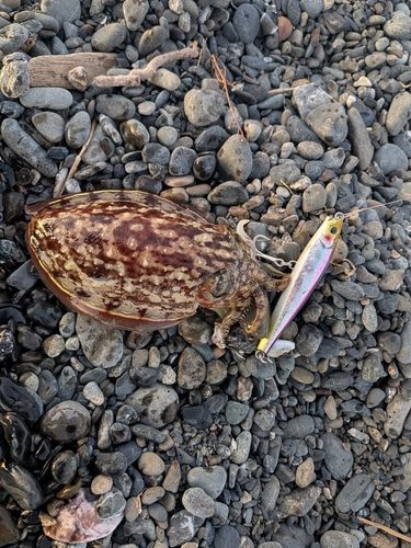 コウイカの釣果