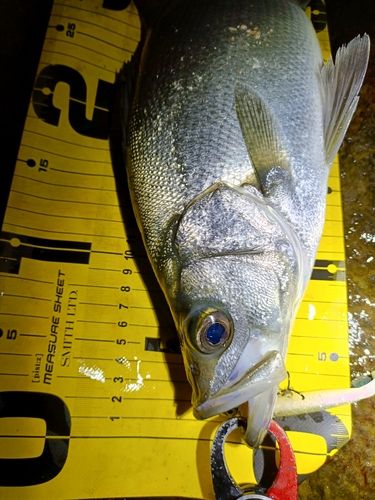 ヒラスズキの釣果