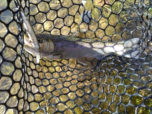 トラウトの釣果