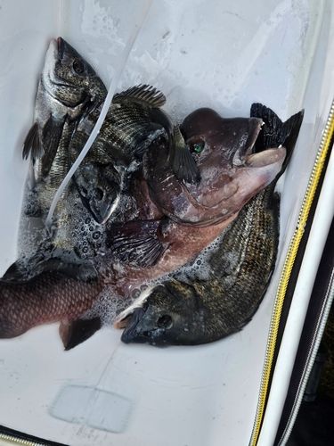 チヌの釣果