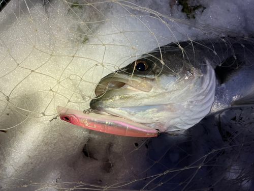 セイゴ（マルスズキ）の釣果