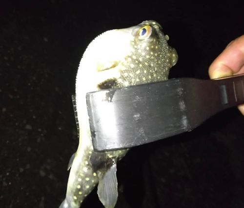 クサフグの釣果