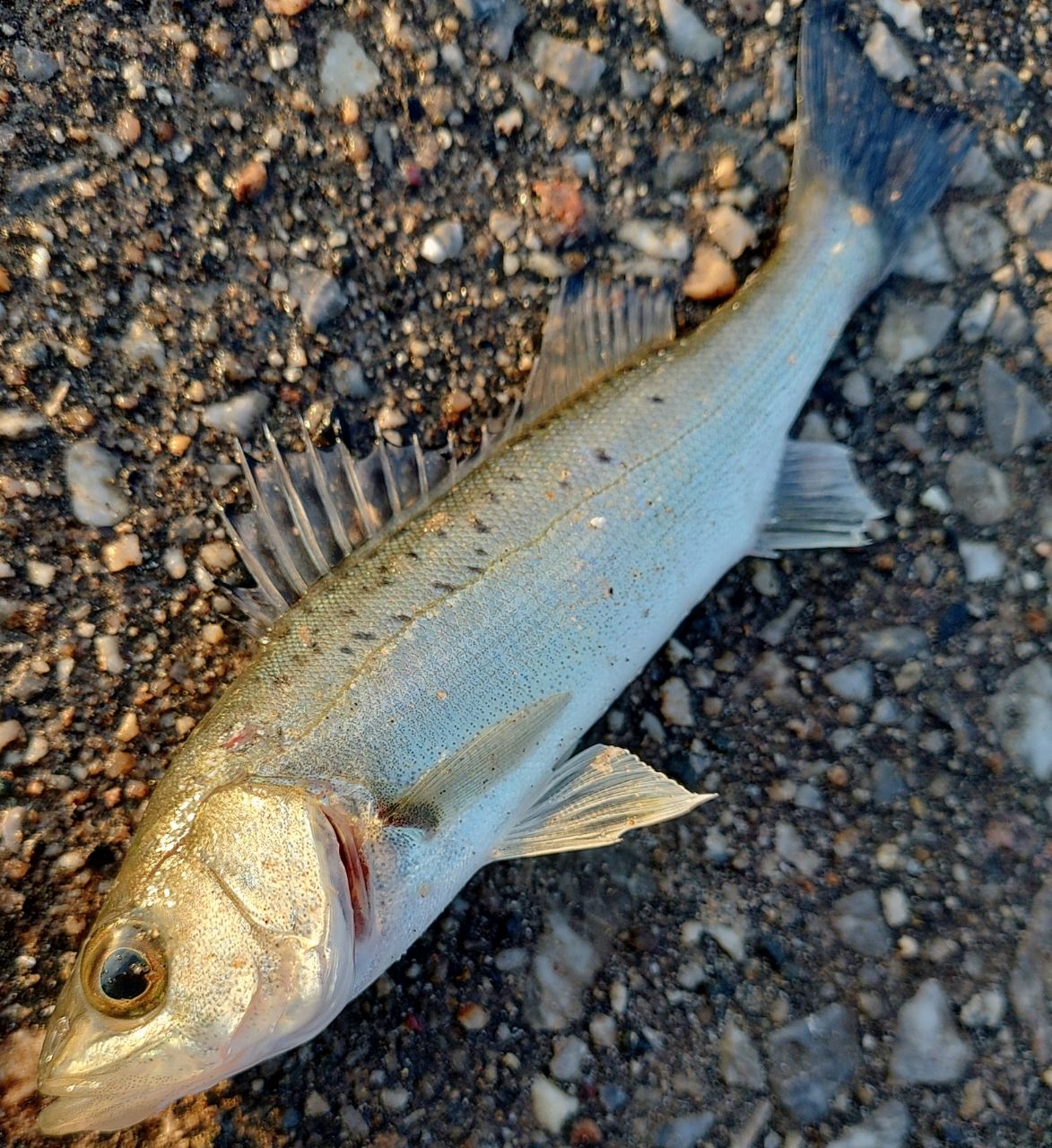 GCRAFT セブンセンスTR モンスタージェティ MJS-1002-TRの最安値