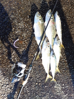 マアジの釣果