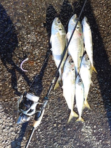 マアジの釣果