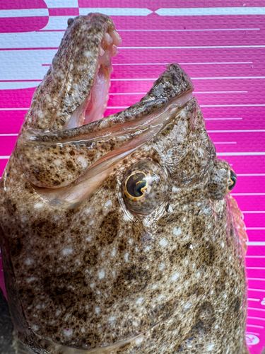 ヒラメの釣果