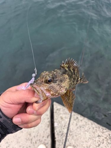 アラカブの釣果