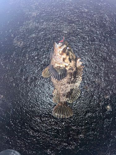 ベッコウゾイの釣果