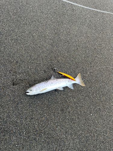 アメマスの釣果