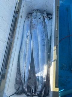 タチウオの釣果