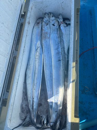 タチウオの釣果