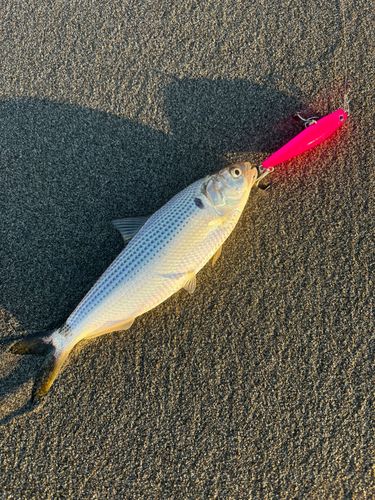 コノシロの釣果