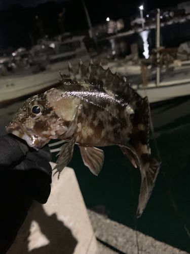 カサゴの釣果