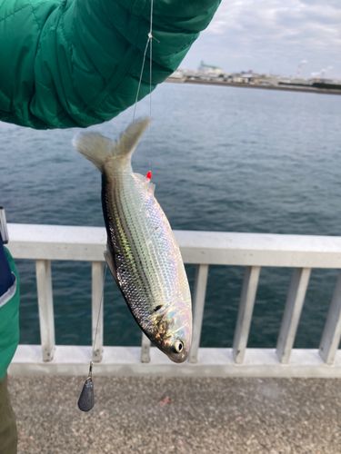 コノシロの釣果