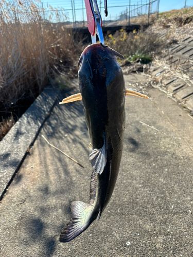 アメリカナマズの釣果