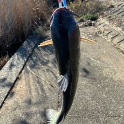 アメリカナマズ