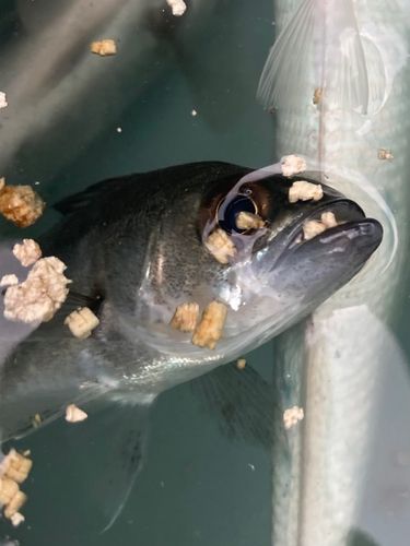 セイゴ（マルスズキ）の釣果