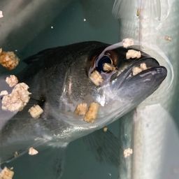 セイゴ（マルスズキ）