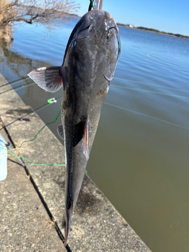 アメリカナマズの釣果