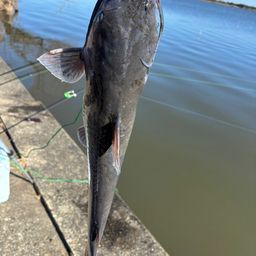 アメリカナマズ