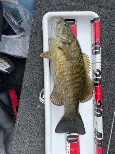 スモールマウスバスの釣果