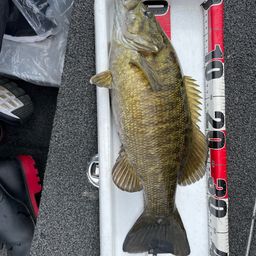 スモールマウスバス