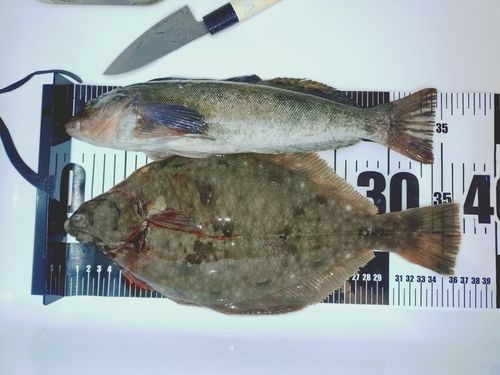 マガレイの釣果